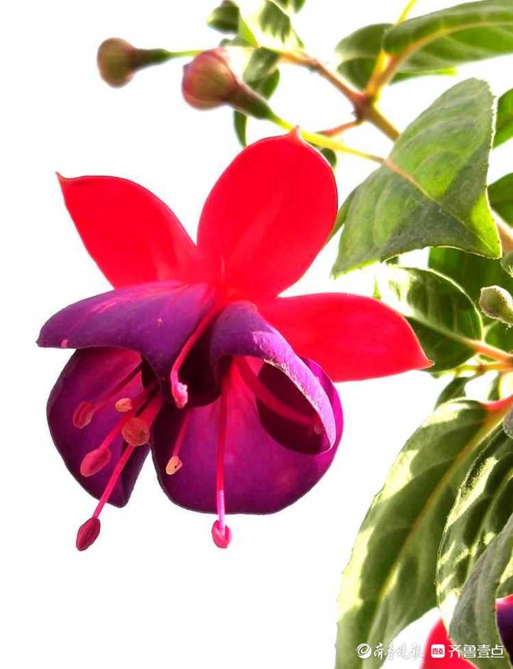 花开齐鲁|喜庆又漂亮！临沂郯城艳丽的“红灯笼花”，你见过吗？