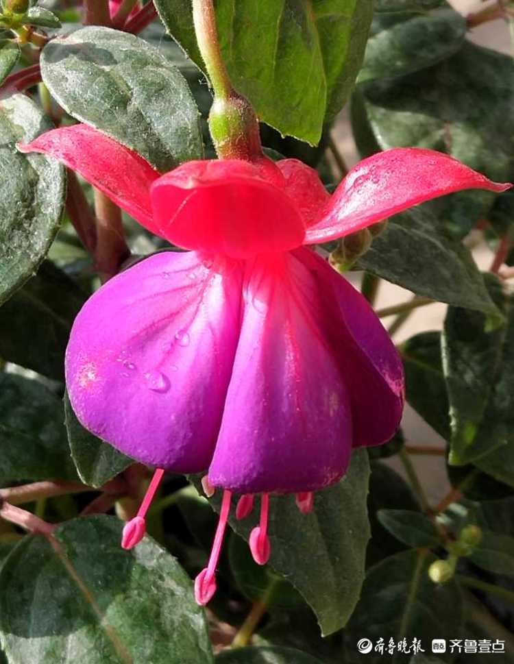 花开齐鲁|喜庆又漂亮！临沂郯城艳丽的“红灯笼花”，你见过吗？