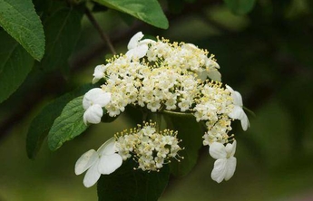 花开齐鲁|济南泉城公园琼花和木绣球同时盛开，如玉似雪美不胜收