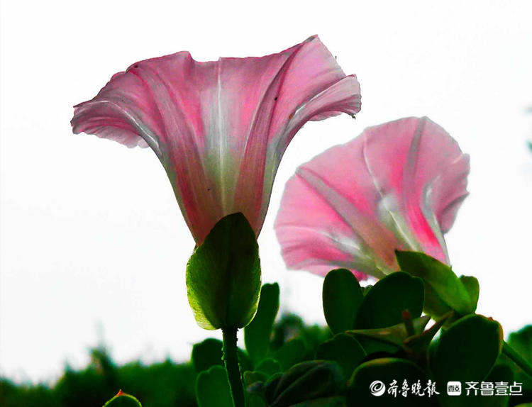 花开齐鲁|临沂夏日盛开的打碗花，形似喇叭花，漂亮夺目！