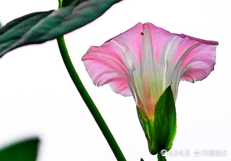 花开齐鲁|临沂夏日盛开的打碗花，形似喇叭花，漂亮夺目！