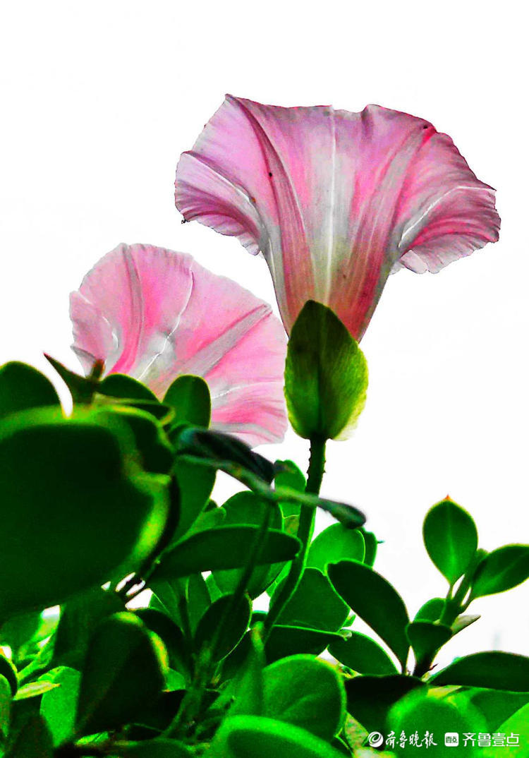 花开齐鲁|临沂夏日盛开的打碗花，形似喇叭花，漂亮夺目！