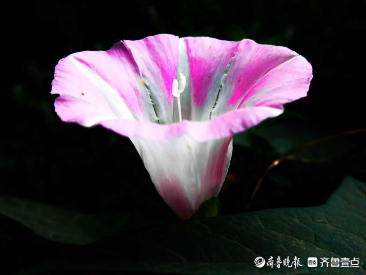 花开齐鲁|临沂夏日盛开的打碗花，形似喇叭花，漂亮夺目！
