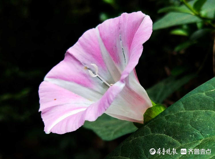 花开齐鲁|临沂夏日盛开的打碗花，形似喇叭花，漂亮夺目！