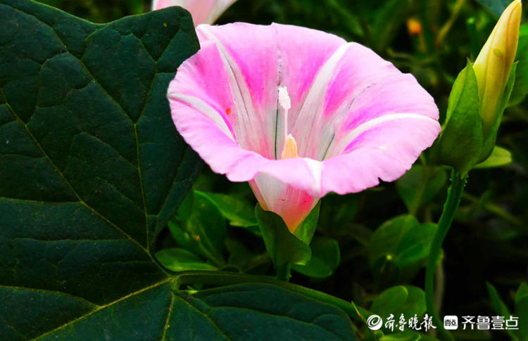 花开齐鲁|临沂夏日盛开的打碗花，形似喇叭花，漂亮夺目！