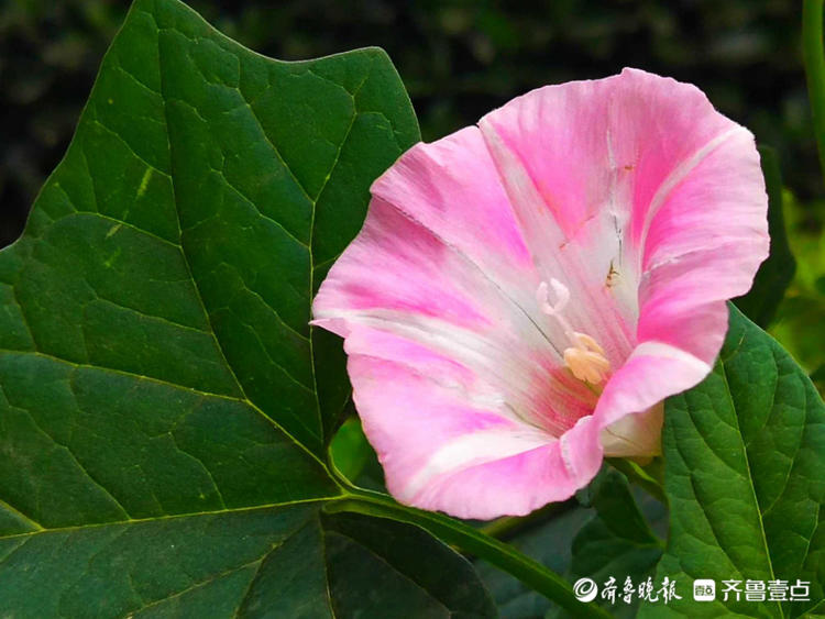 花开齐鲁|临沂夏日盛开的打碗花，形似喇叭花，漂亮夺目！