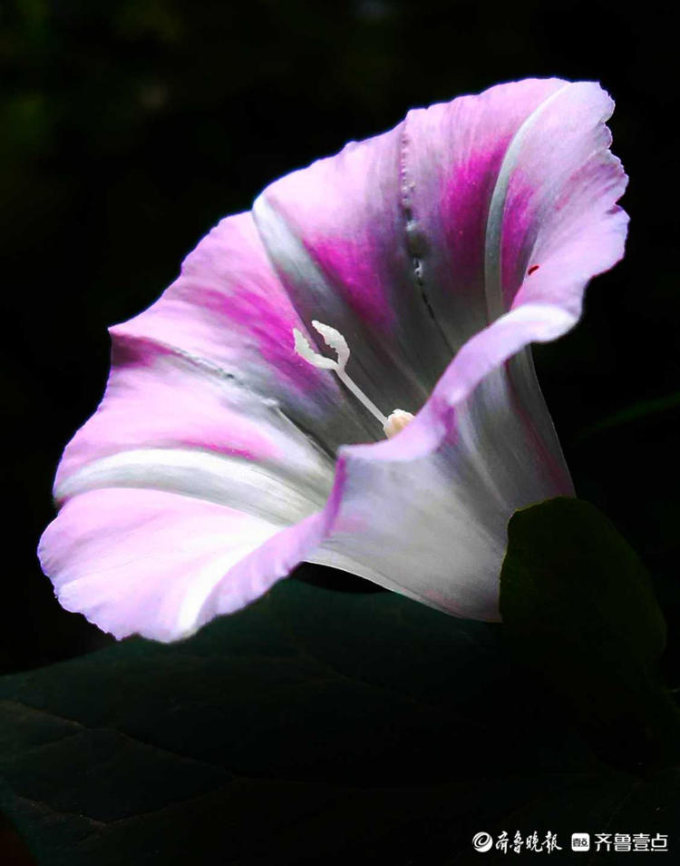 花开齐鲁|临沂夏日盛开的打碗花，形似喇叭花，漂亮夺目！