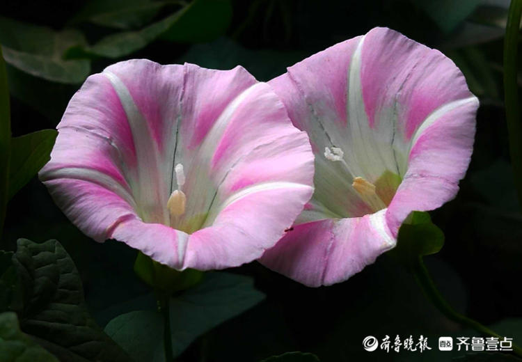 花开齐鲁|临沂夏日盛开的打碗花，形似喇叭花，漂亮夺目！