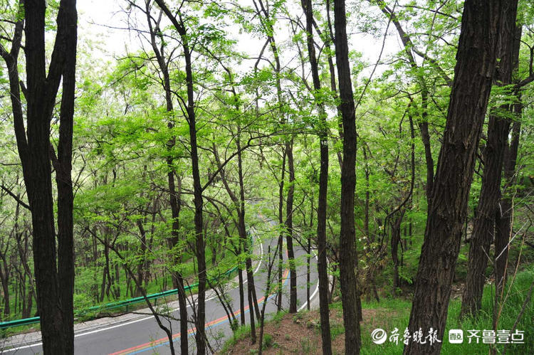 花开齐鲁|车在林间行，人在画中游！日照五莲彩虹山路美出了天际
