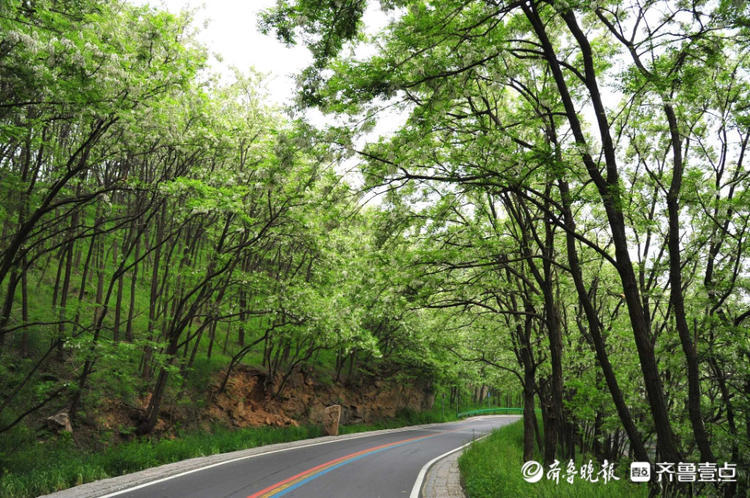 花开齐鲁|车在林间行，人在画中游！日照五莲彩虹山路美出了天际