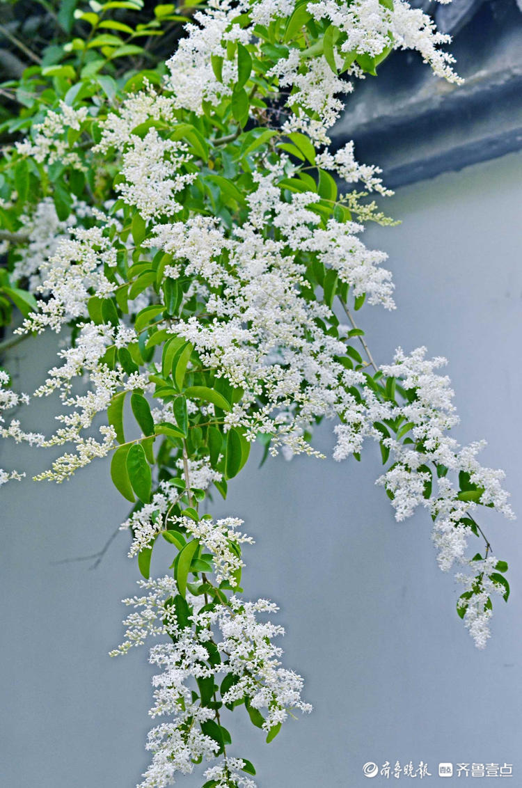 花开齐鲁|趵突泉公园小叶女贞花开如雪，唯美又浪漫快来赴约吧！