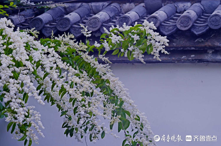 花开齐鲁|趵突泉公园小叶女贞花开如雪，唯美又浪漫快来赴约吧！