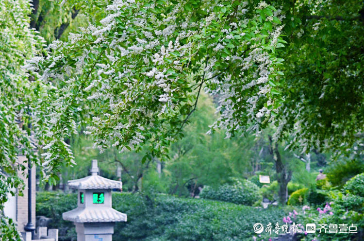 花开齐鲁|趵突泉公园小叶女贞花开如雪，唯美又浪漫快来赴约吧！