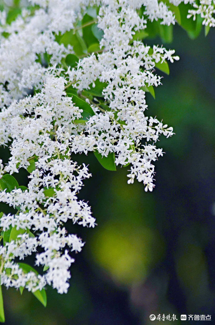花开齐鲁趵突泉公园小叶女贞花开如雪唯美又浪漫快来赴约吧