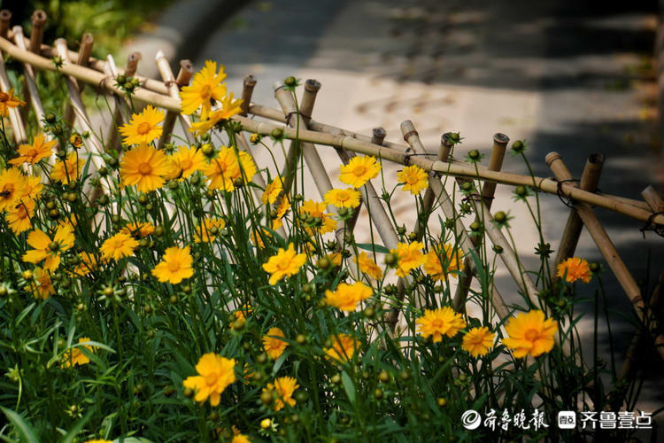 花开齐鲁|惊艳绽放!济南泉城公园金鸡菊开,承包你的醉美初夏