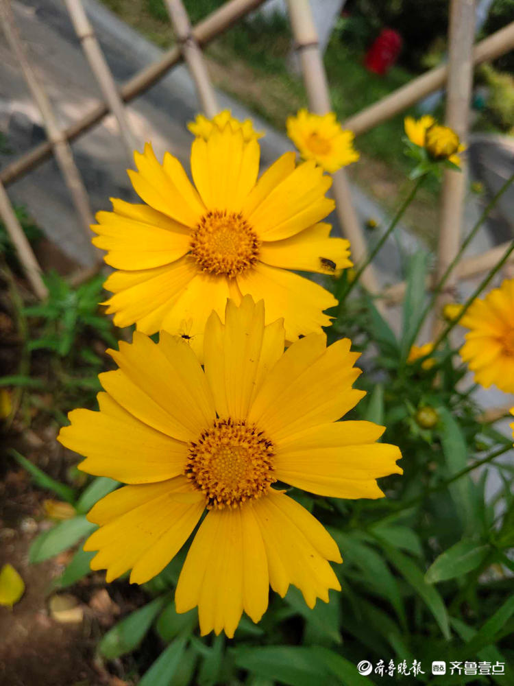 花开齐鲁|惊艳绽放!济南泉城公园金鸡菊开,承包你的醉美初夏