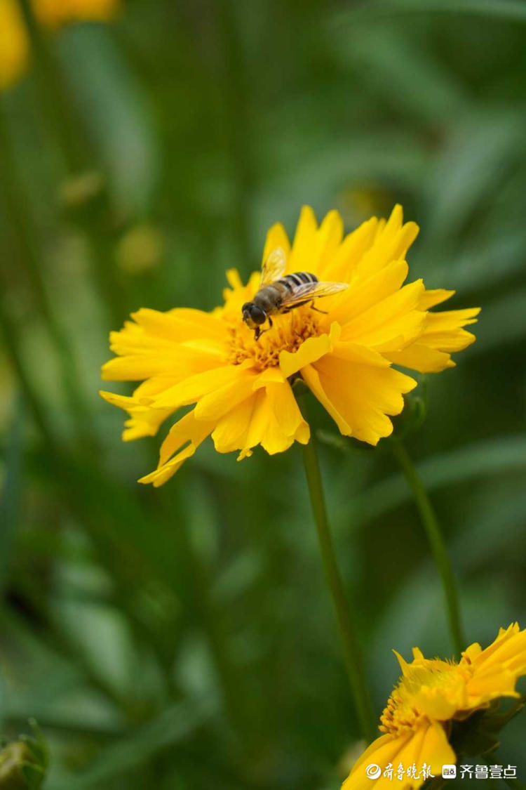 花开齐鲁|惊艳绽放!济南泉城公园金鸡菊开,承包你的醉美初夏