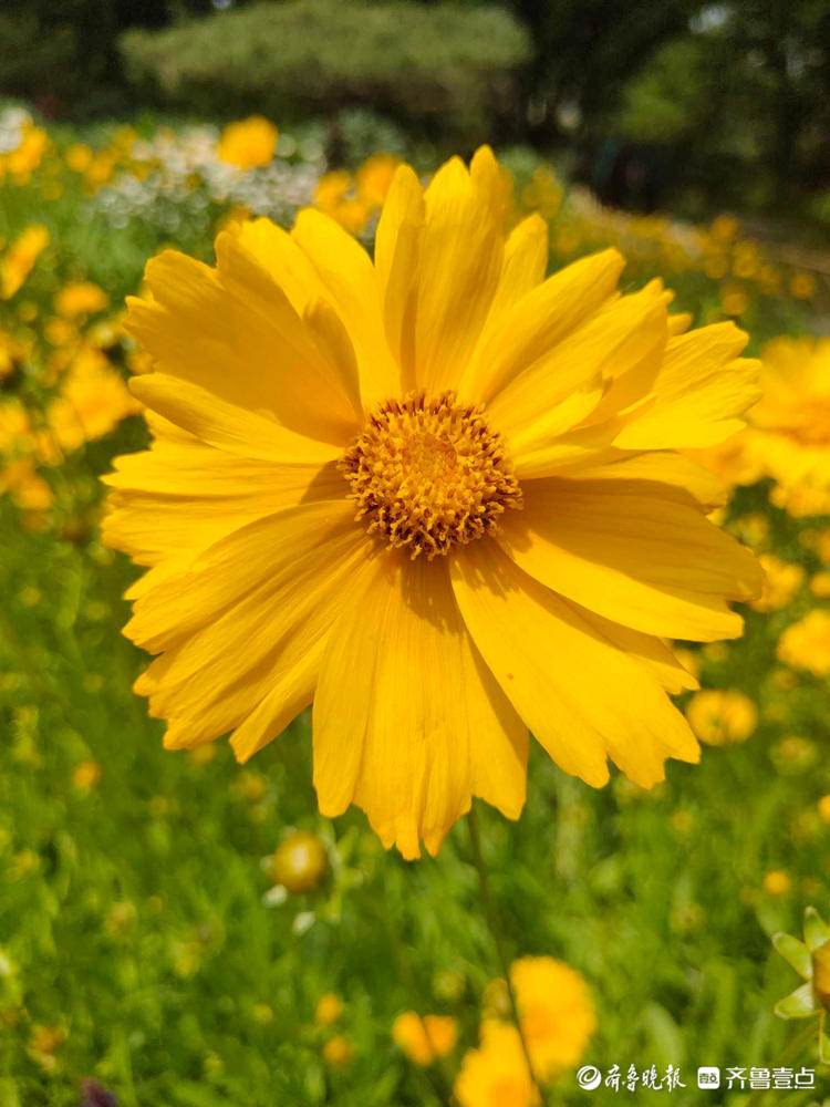 花开齐鲁|惊艳绽放!济南泉城公园金鸡菊开,承包你的醉美初夏