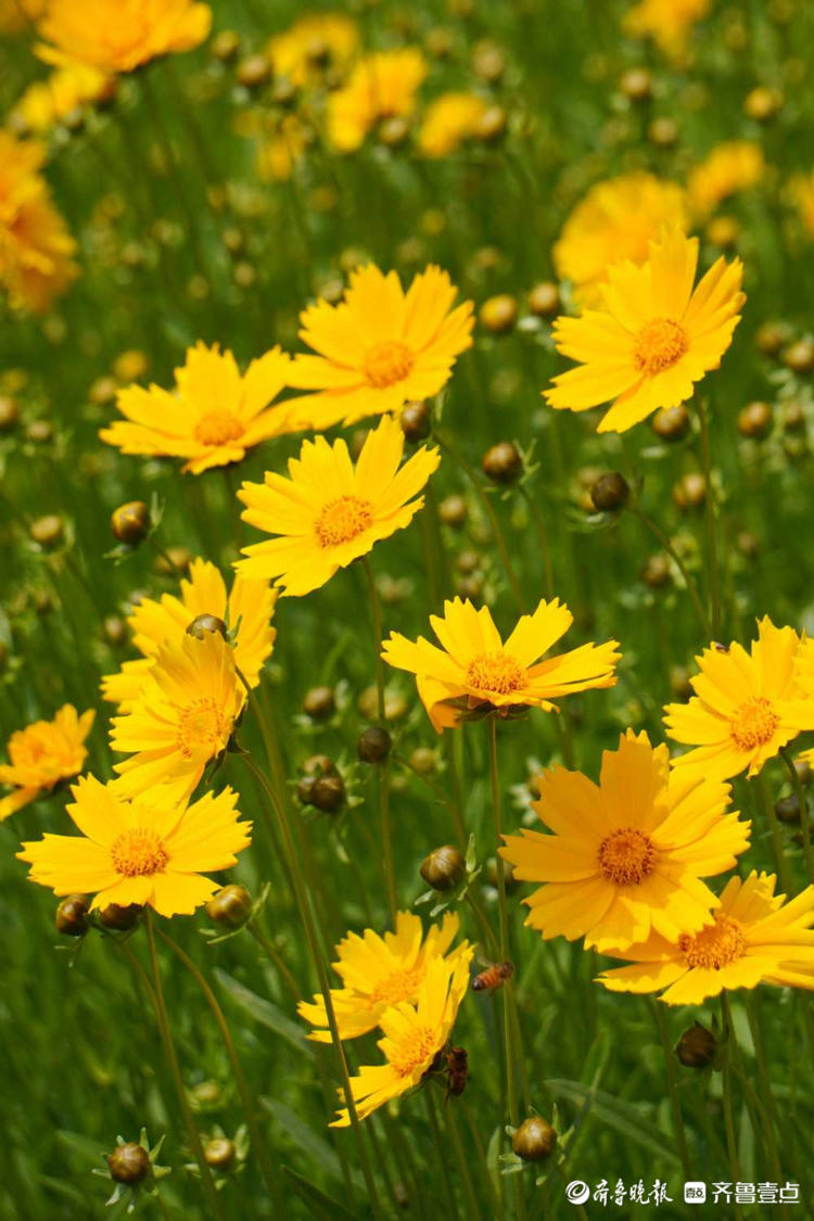 花开齐鲁|惊艳绽放!济南泉城公园金鸡菊开,承包你的醉美初夏