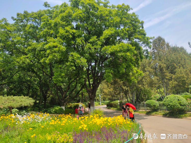 花开齐鲁|惊艳绽放!济南泉城公园金鸡菊开,承包你的醉美初夏