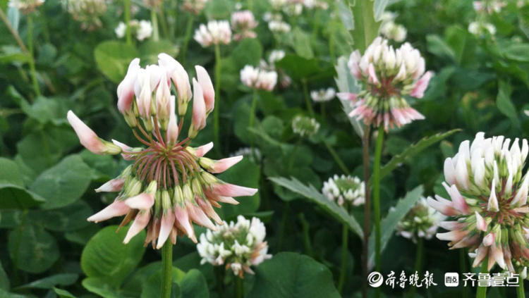 花开齐鲁|枣庄这里一大片三叶草开花，你见过吗？还能带来幸运哟