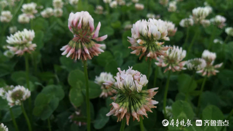 花开齐鲁|枣庄这里一大片三叶草开花，你见过吗？还能带来幸运哟
