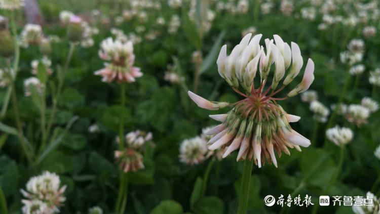 花开齐鲁|枣庄这里一大片三叶草开花，你见过吗？还能带来幸运哟