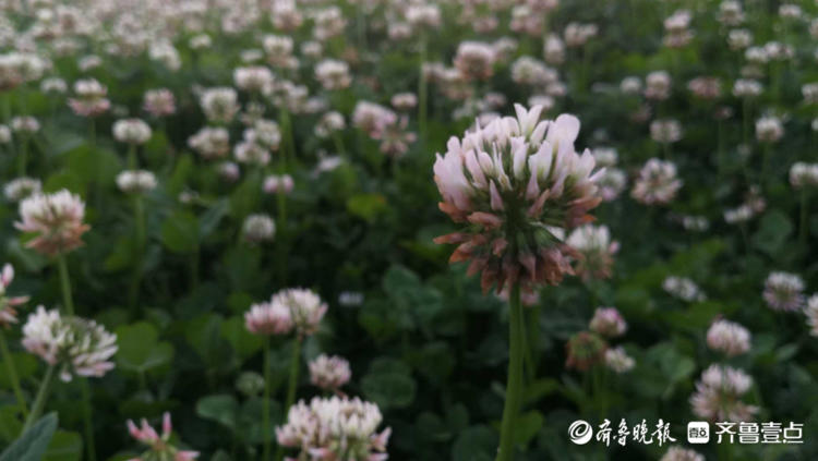 花开齐鲁|枣庄这里一大片三叶草开花，你见过吗？还能带来幸运哟