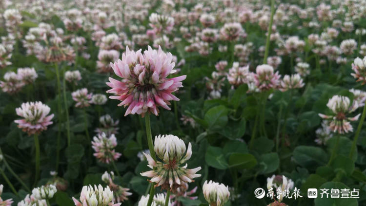 花开齐鲁|枣庄这里一大片三叶草开花，你见过吗？还能带来幸运哟