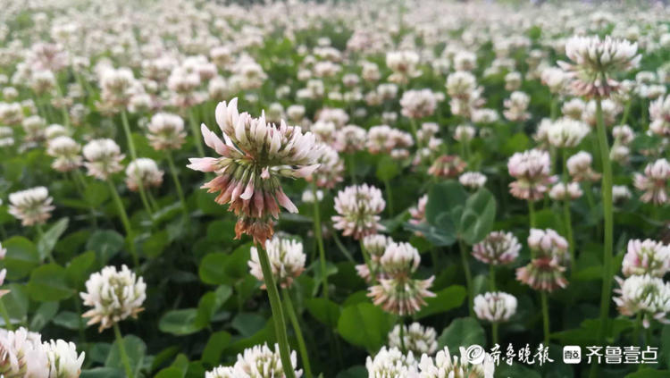 花开齐鲁|枣庄这里一大片三叶草开花，你见过吗？还能带来幸运哟
