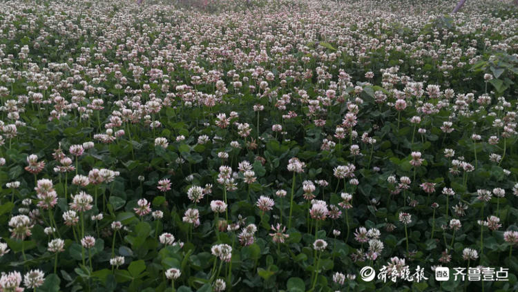 花开齐鲁|枣庄这里一大片三叶草开花，你见过吗？还能带来幸运哟