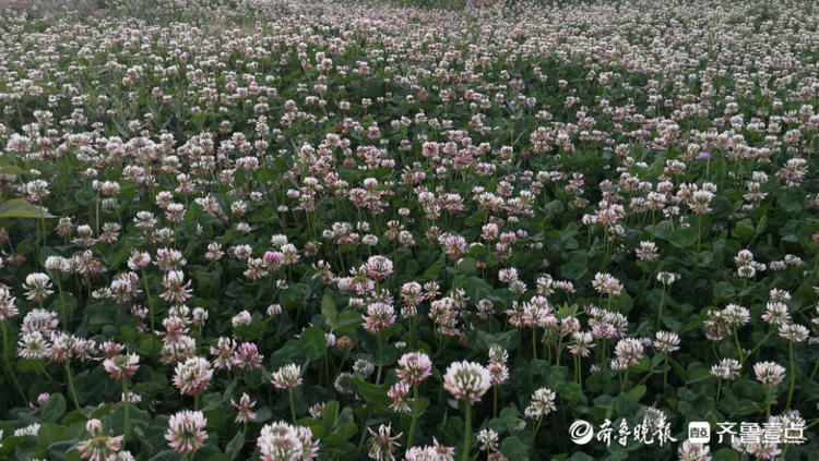 花开齐鲁|枣庄这里一大片三叶草开花，你见过吗？还能带来幸运哟