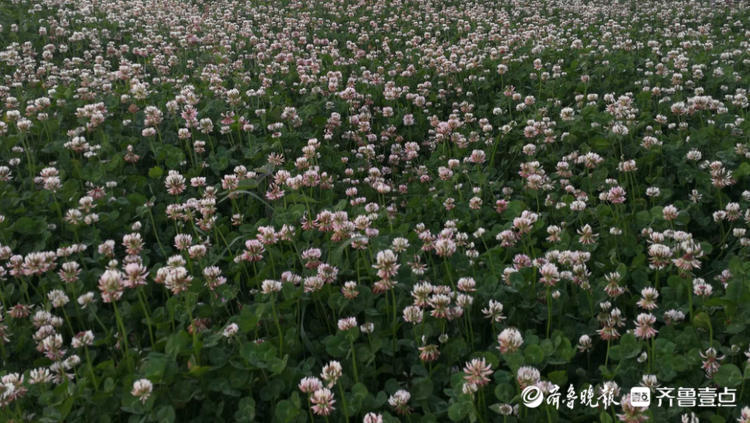 花开齐鲁|枣庄这里一大片三叶草开花，你见过吗？还能带来幸运哟