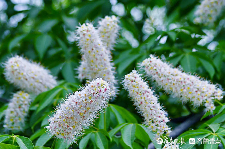 情報站你認識它嗎濟南千佛山七葉樹開花花形獨特等你來打卡