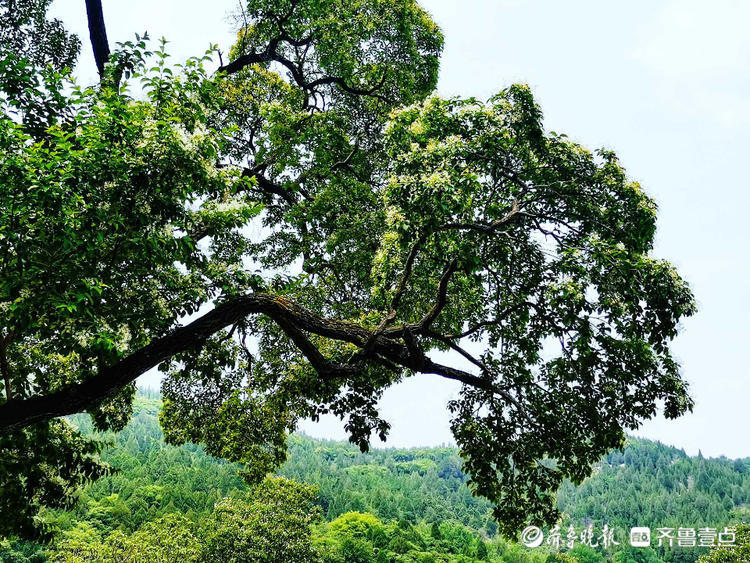 花開齊魯濟南彩石鎮捎近村降龍木古樹開花香四溢快來看看吧