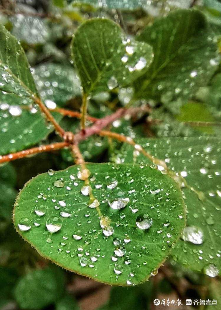 情報站淅淅瀝瀝小雨至漫步濟南英雄山風景區別有一番韻味