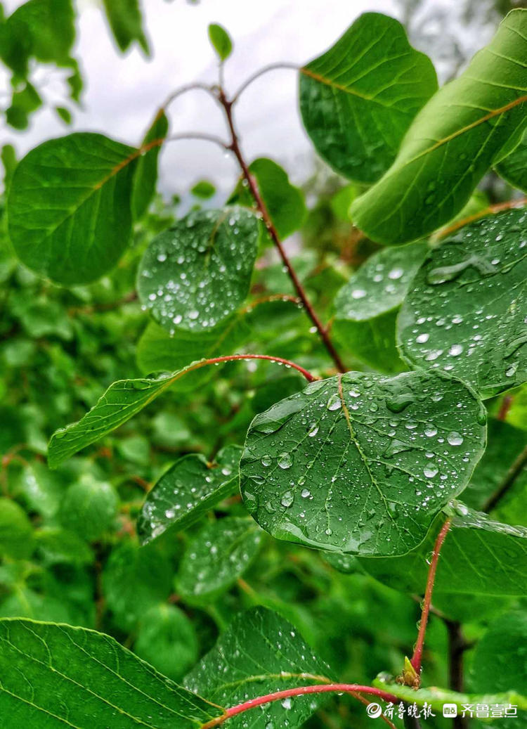 情報站淅淅瀝瀝小雨至漫步濟南英雄山風景區別有一番韻味