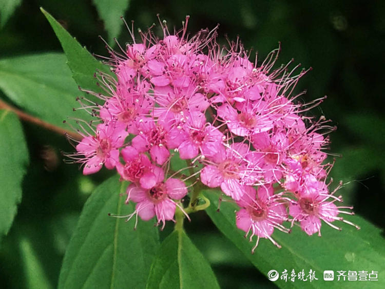 花開齊魯小巧精緻花姿綽約臨沂這裡的粉花繡線菊美翻整個初夏