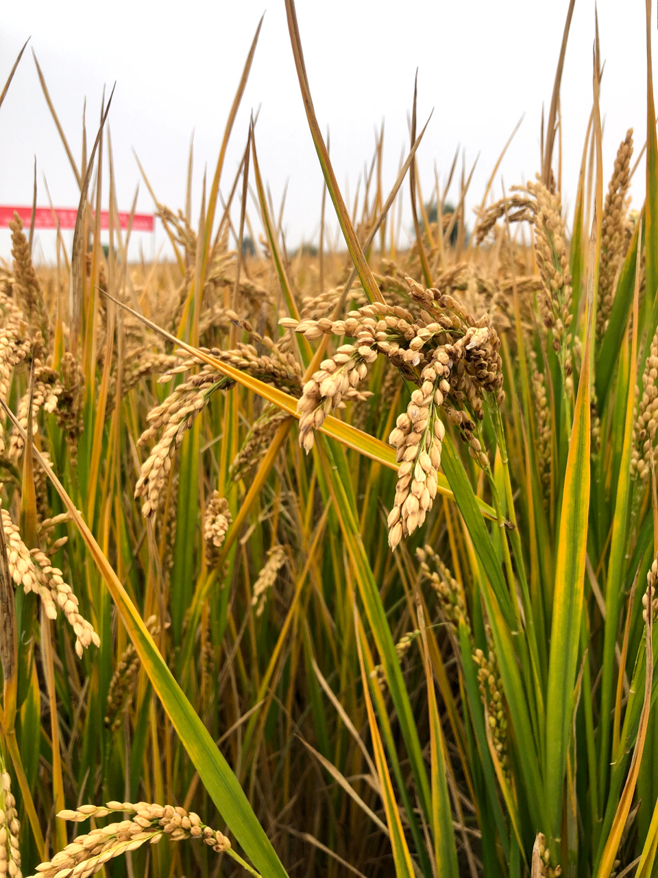 您的禾下乘凉梦我们守望山东省农科院举行追思会缅怀袁隆平