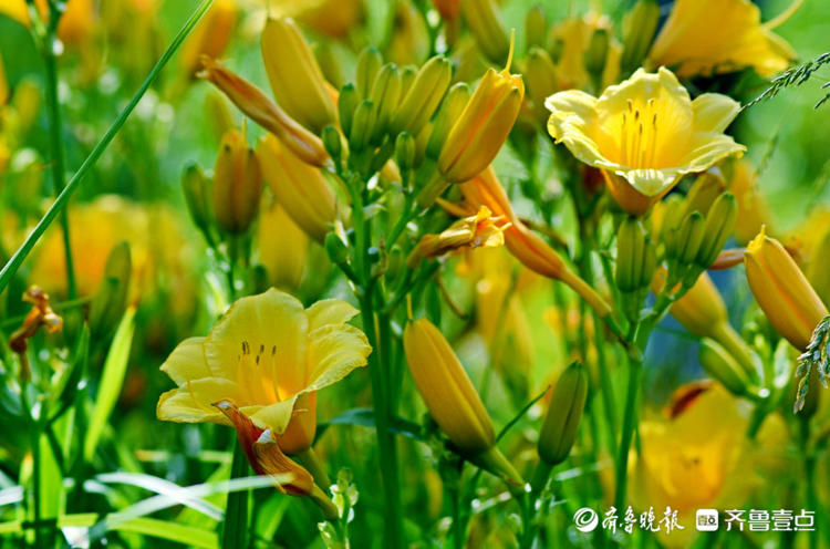 花开齐鲁可爱济南华山公园金娃娃萱草展笑颜你被萌到了吗