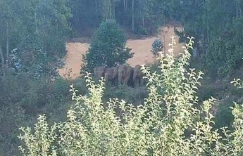 专家团队首次成功“引导”云南象群 回到正轨尚需时间