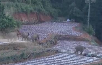 北迁和南下，两群野生亚洲象为何离开保护区？专家解读