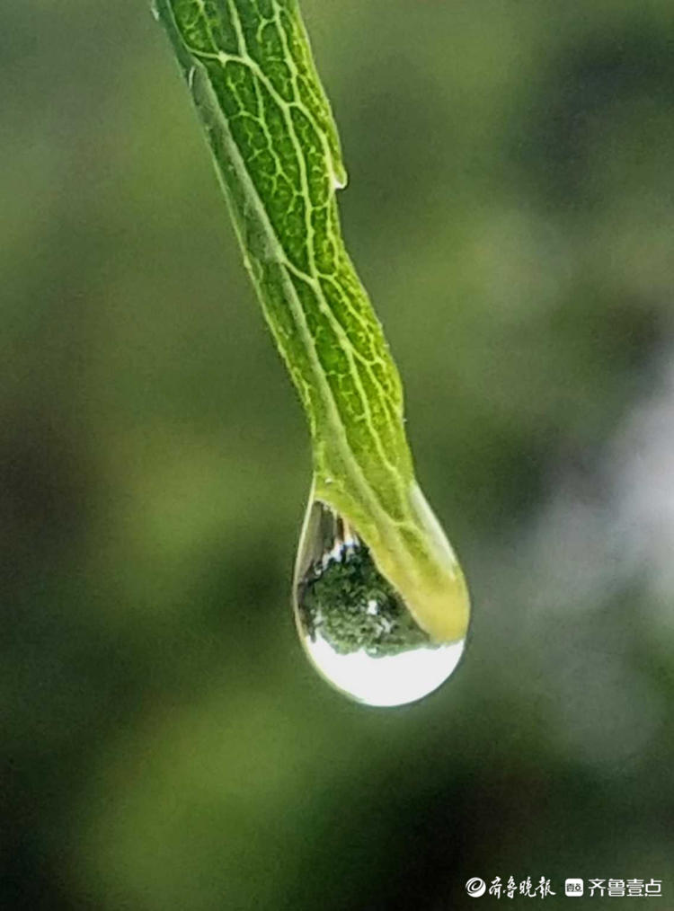 情报站晶莹剔透姿态各异临沂郯城树叶上的小雨滴别样美