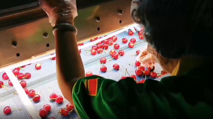 果然视频|烟台大樱桃是这样挑选的！壹粉现场感受科技的便利