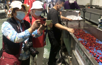 齐鲁壹点"粉丝节"走进福山！壹粉大咖探秘烟台大樱桃智能分拣