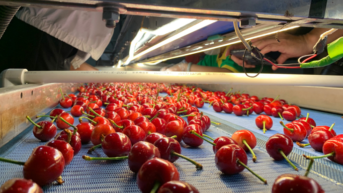 从枝头到舌尖！壹粉打卡樱桃第一庄，流水线上的樱桃您见过吗？