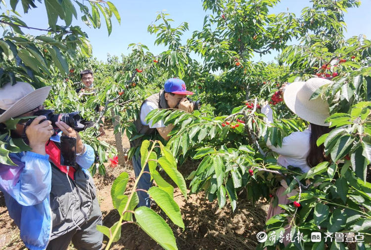 长枪短炮齐上阵！福山采摘园里，壹粉大咖用镜头讲述大樱桃的故事