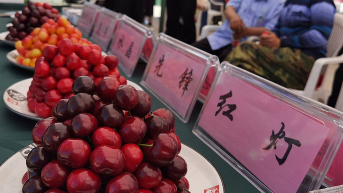 果然视频|壹粉汇聚烟台大樱桃节，现场太热闹了！