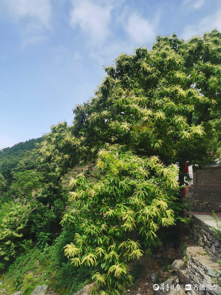 花开齐鲁 你见过板栗树开花吗 日照五莲板栗花开别样美 海报新闻