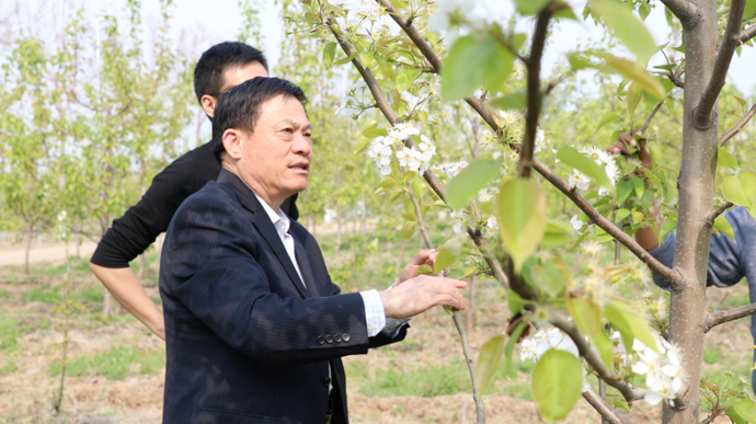 果然视频｜陈学森：小时候为了少挨饿，去生产队收完的地里倒地瓜